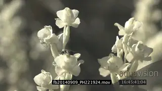 Black Wasp walking on fynbos plant SLOW MCU