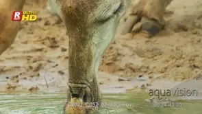 Close up shot of giraffe's head drinking