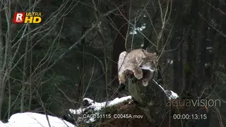 Eurasian Lynx laying down and looking around on rocks in snowy forest.