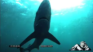 A pair of Mako sharks swimming around UW