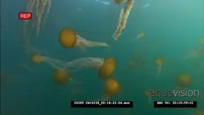 Pacific sea nettle jellyfish Swimming in Estuary GOOD LIGHT