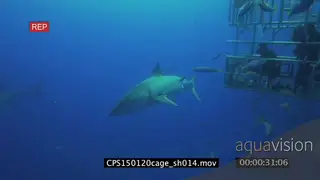 Great White Sharks swimming underwater in ocean and Divers looking at them from a cage LS.