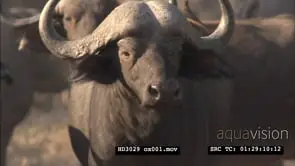 Cape Buffalo herd looking towards camera, then runs away MS