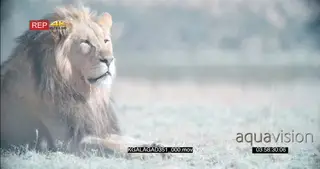 African Male desert lion resting scouting around hunting