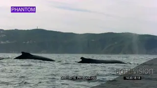 Two Humpback whales swimming/porpoising.