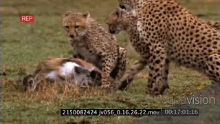 Cheetah teaching cubs to kill, catch and takedown gazelle