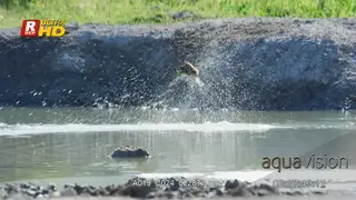 European bee-eater in flight catching flying insects and splashing water.
