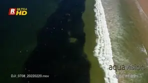 Sardine Run shoal migrating, gather for protection with colony Cape Fur seals hunting…