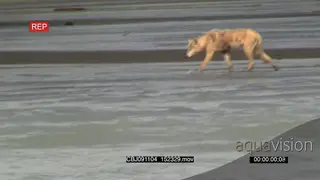 Wolf wading, hunting salmon and looking, searching in water.