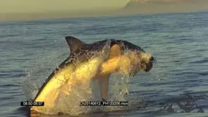 Great White Shark (Carcharodon carcharias).