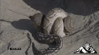 Dwarf Python constricting a Mouse HA MWS ZOOM MCU