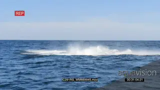 Humpback whale breach WS SHAKY GOOD LIGHT