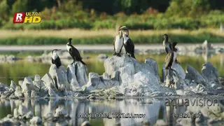 Flock of White-breasted cormorants sitting on rocks, in flight and looking around.