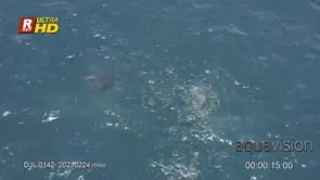 School of Sardine fishes forming a bait ball to protect and defend themselves against.