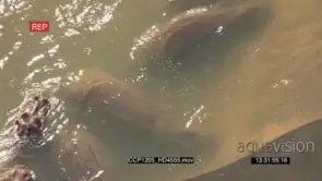 HA Pod of Hippos swimming and playing in the water