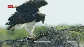 Martial eagle perched on a tree branch preens its wing feathers