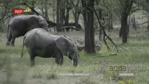 African Elephants standing walking and grazing in Woodland LWS