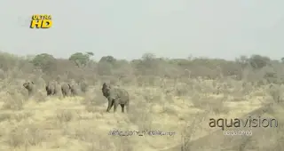 Herd of African Elephant walking and grazing on grass Makgadikgadi, Okavango Kalahari.