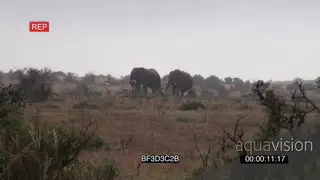 African elephant bulls grazing walking in rainy weather