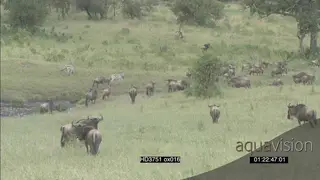 Blue Wildebeest herd migration and Zebras walking around on bushveld WS PAN