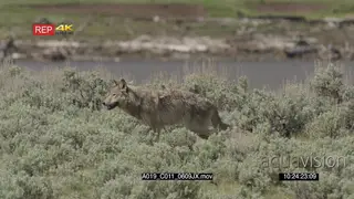 Gray wolf walking PROFILE GOOD LIGHT