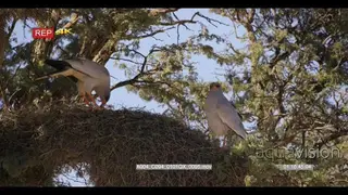 close up shot of two pale chanting goshawk birds melierax canorus on top of a social.