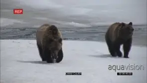 GRIZZLY BROWN BEAR CUBS PLAYING IN SNOW