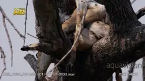 Impala Carcass laying on a tree branch, TU;TD;DAY.