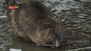 Beaver eating a tree bark in a pond GOOD LIGHT
