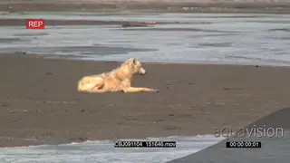 Wolf laying down , scouting and hunting salmon.