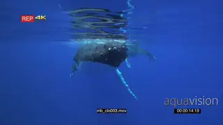 Humpback whale mother with calf floating at surface with tourists snorkeling on the side.