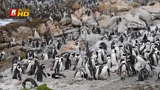A colony of African penguins standing and preening, general behaviour.