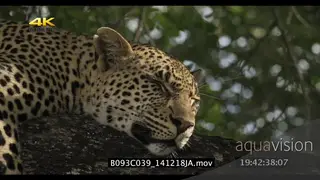 Leopard sleeping on a tree MCU