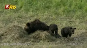 Adult female Grizzly bear mother and two cubs sitting.