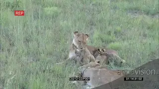 African Lionesses Resting with Small Lion Cubs suckling feeding from Lioness MWS