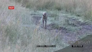 Serval (Leptailurus serval) male sniffing grasses and crossing road