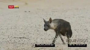 Brown hyena walking to waterhole