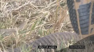 Mozambique Spitting Cobra laying on grass looking around MCU CU LS ZI ZO