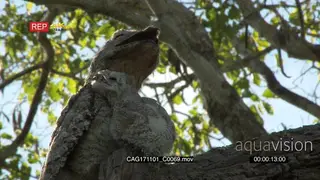 Potoo (Nyctibius grandis) with chick perched on branch