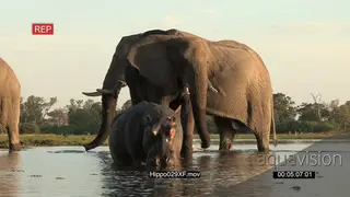 Hippo in a river with a herd of elephants in the river bathing and drinking water WS