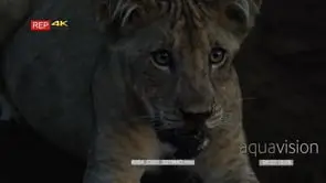 Lion cub sitting facing to the left and to camera