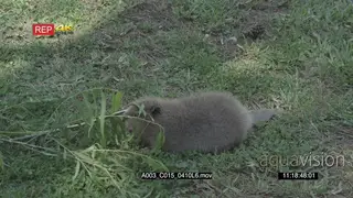 Beaver walking and sniffing on a small tree branch with live on the ground GENERAL.