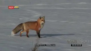Red Fox standing looking around and walking on prairie MWS PAN