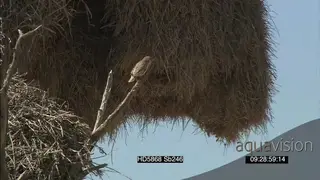 Sociable weaver outside nest scouting around flying off