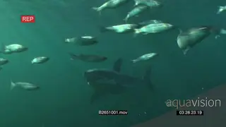 A Great white shark gently swimming and turning underwater in ocean passing through.