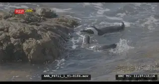 Slomo African Penguins swimming, playing, waves, rocks, splashing