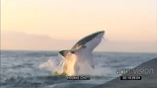 Great White Shark breach water and take seal decoy WS AW