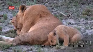 Lioness resting and grooming on cub while the other one is learning how to hunt AmCam