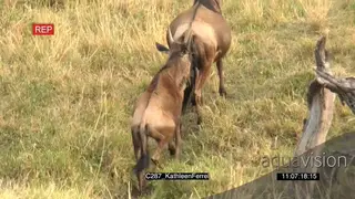 Female Wildebeest Mom defending and walking with its Young Calf Alert AmCam WS GREEN