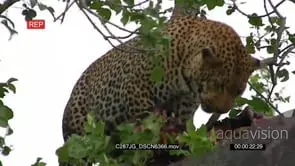Leopard feeding on Impala Kill on top of the tree LA MCU